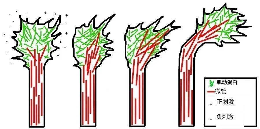 人类大脑相当于多少个GB的内存？