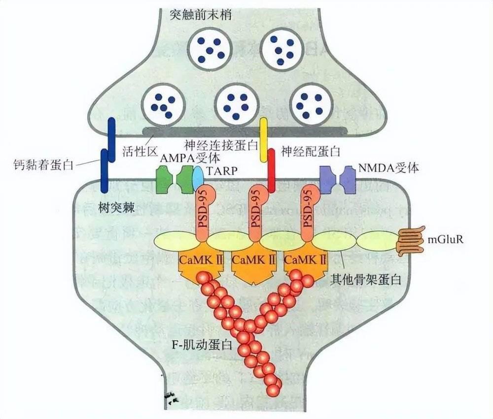 人类大脑相当于多少个GB的内存？