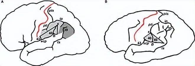 人类大脑相当于多少个GB的内存？