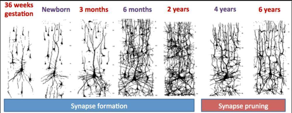 人类大脑相当于多少个GB的内存？
