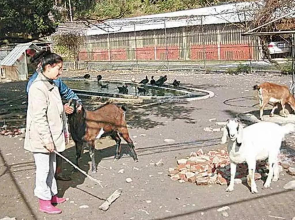 炮轰《好声音》、巨星丈夫死后四年生女，歌后甄妮的离奇人生