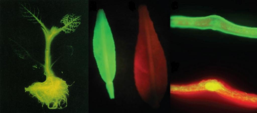 能发光的植物来了！或许会成为你的下一盏台灯？