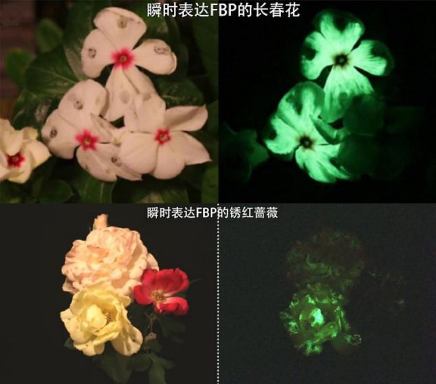 能发光的植物来了！或许会成为你的下一盏台灯？