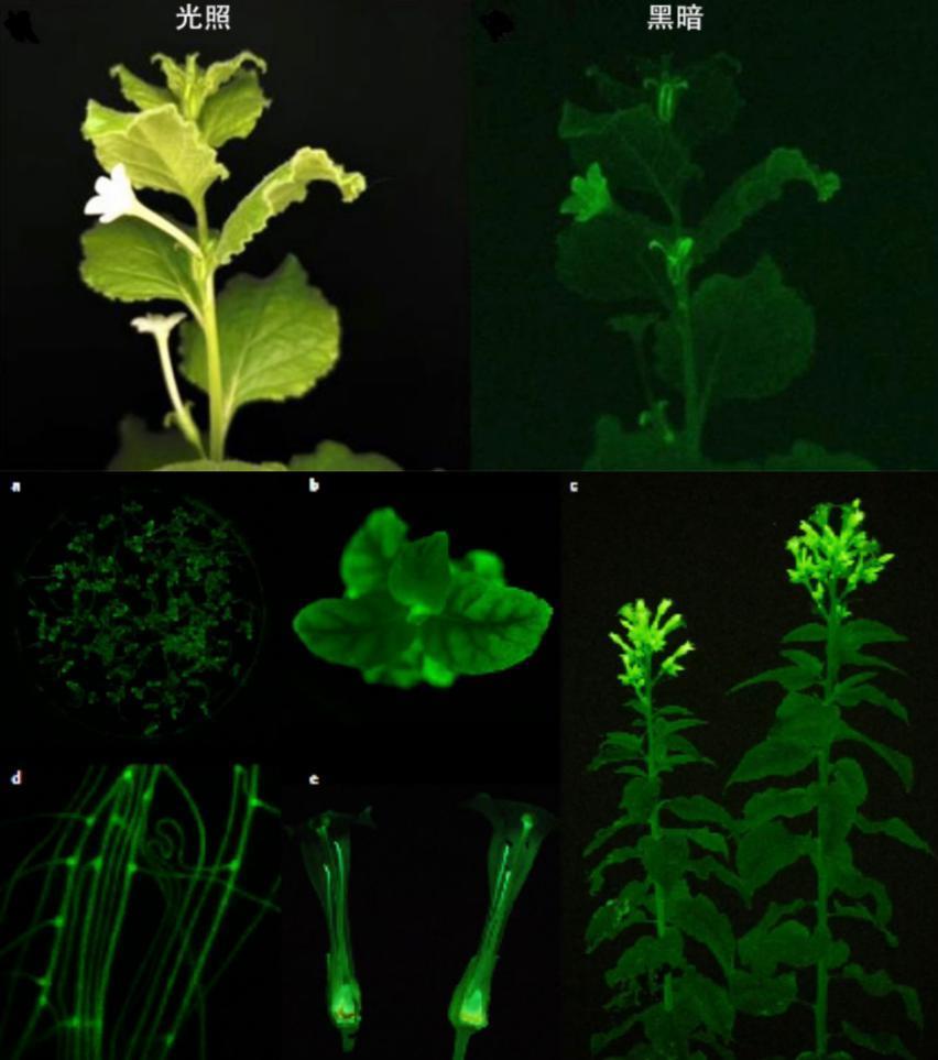 能发光的植物来了！或许会成为你的下一盏台灯？