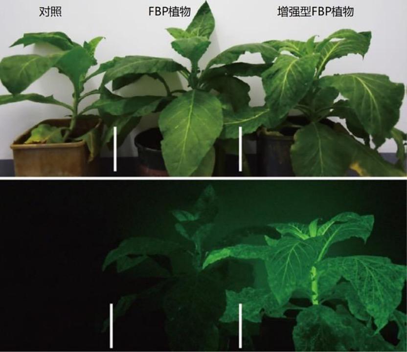能发光的植物来了！或许会成为你的下一盏台灯？
