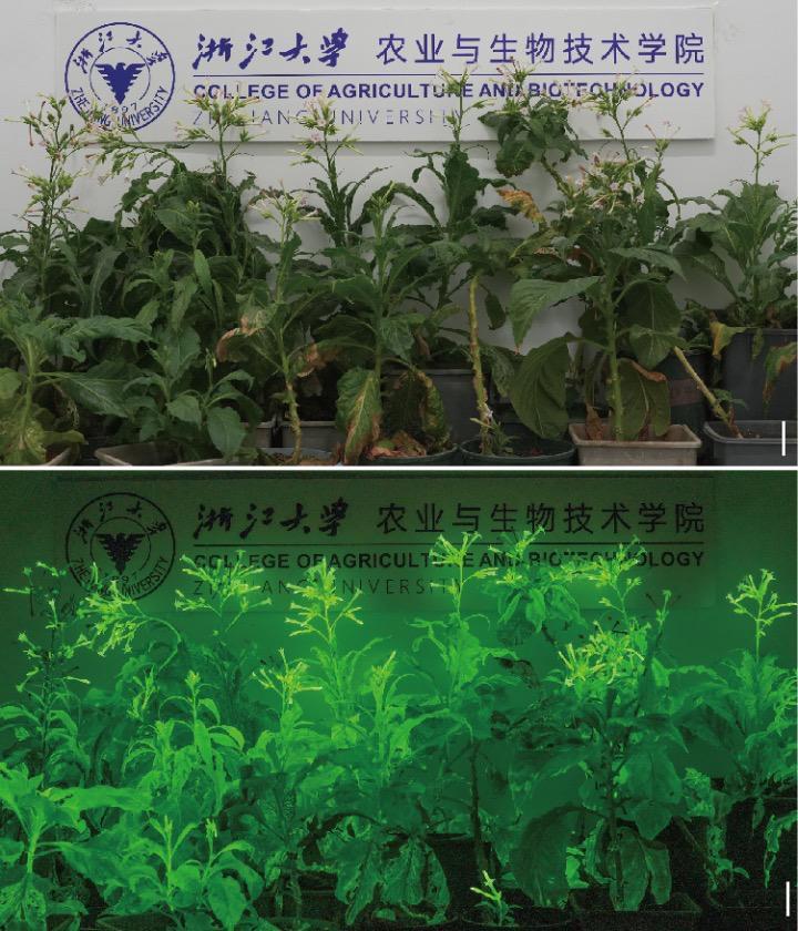 能发光的植物来了！或许会成为你的下一盏台灯？