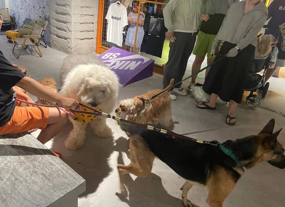 当宠物店“山姆”化