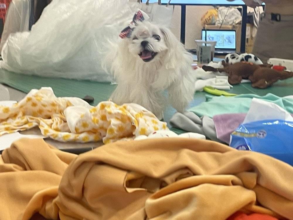 当宠物店“山姆”化