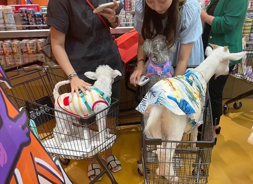 当宠物店“山姆”化
