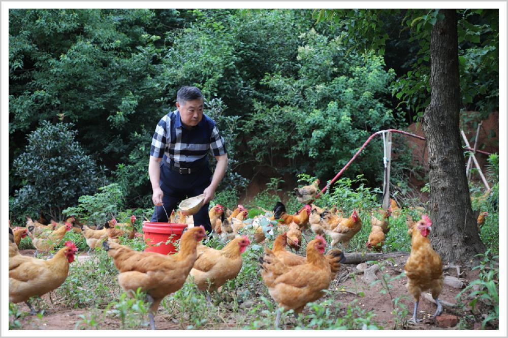 中国最会做鸡生意的人，撤了！