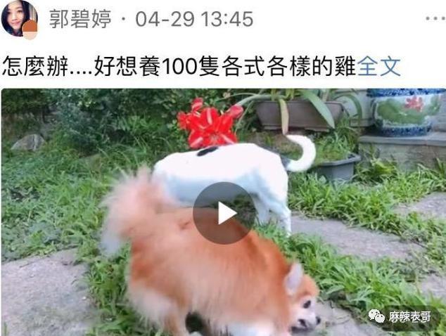 郭碧婷为什么消失了？