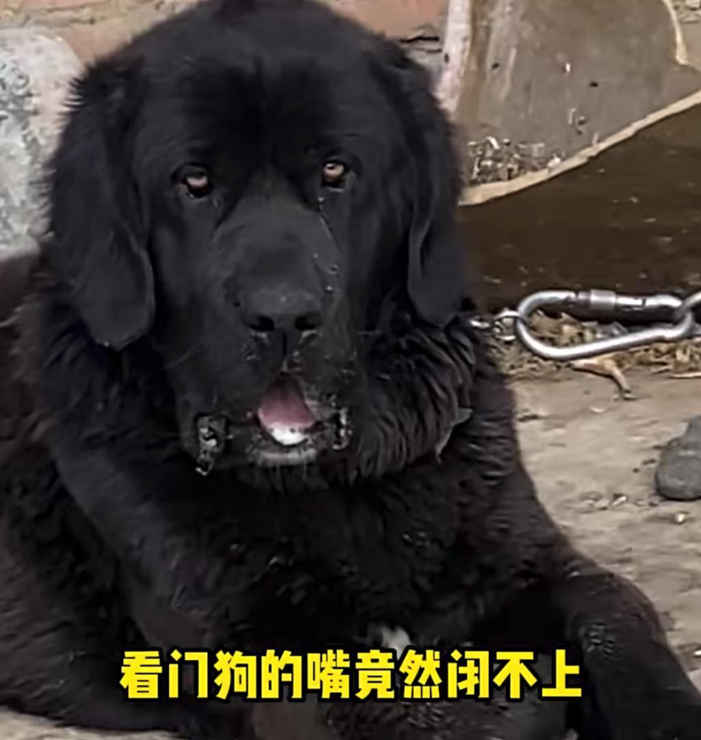 涨粉一百万后，他还在村里给牛治病。