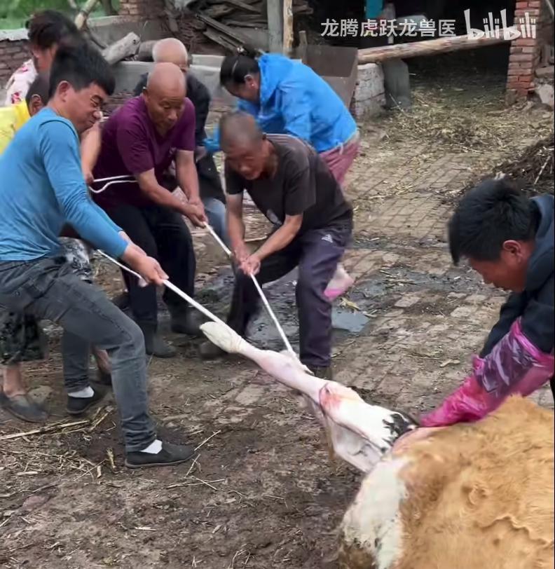 涨粉一百万后，他还在村里给牛治病。