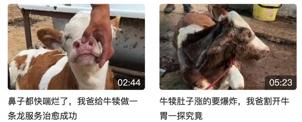 涨粉一百万后，他还在村里给牛治病。