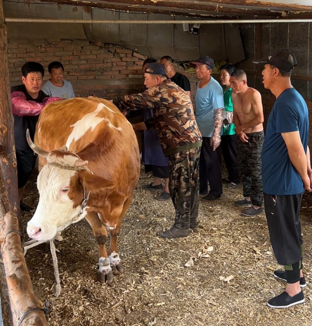 涨粉一百万后，他还在村里给牛治病。