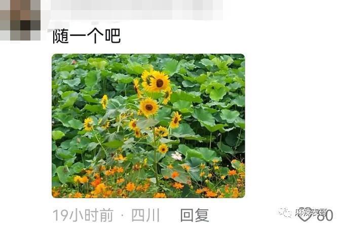 这个恋情瓜的后续好奇葩…