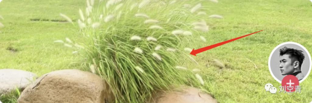 怎么感觉她要翻车啊……