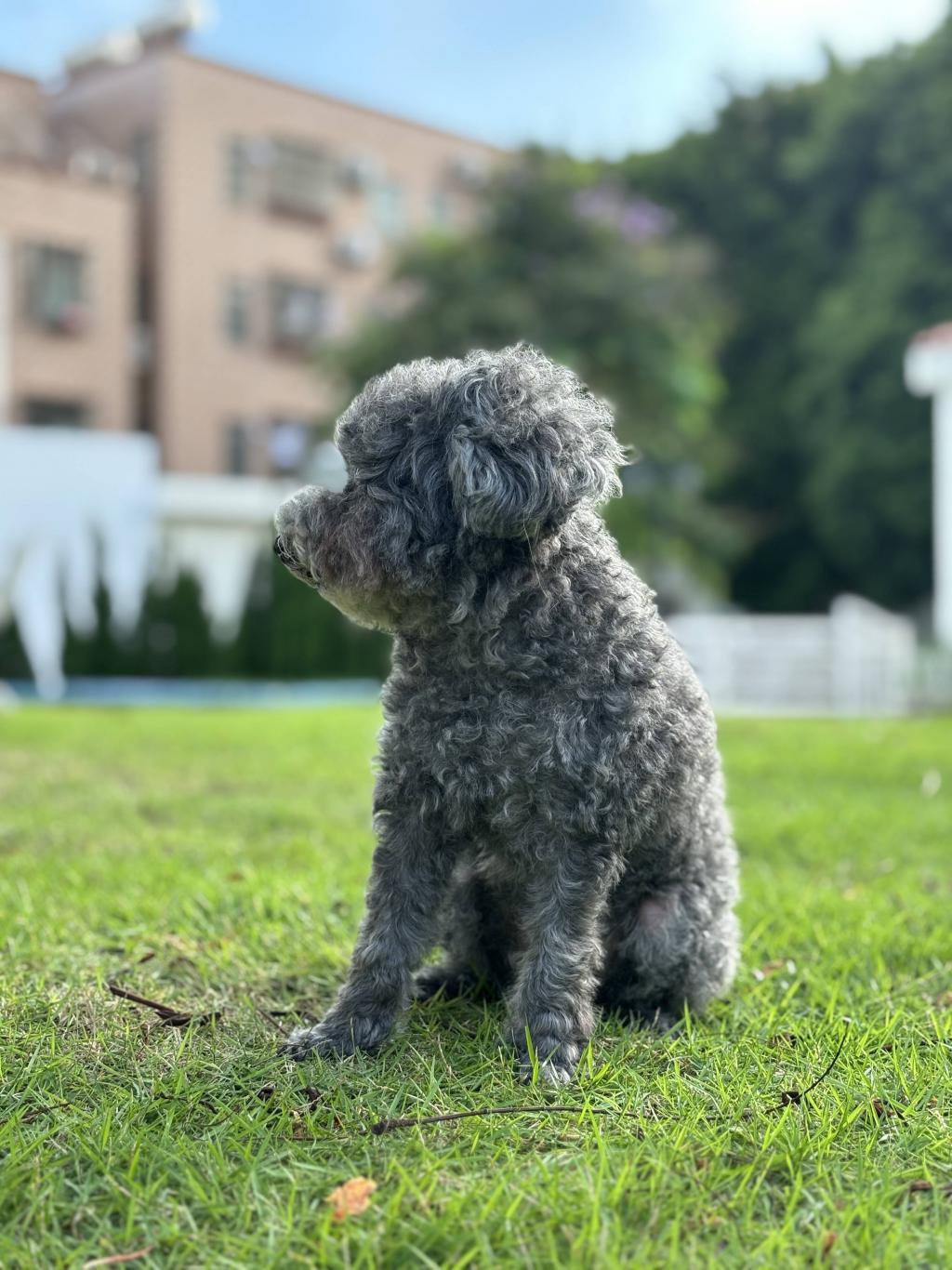 iPhone 15 首发体验：刚需改善型手机，务实的浪漫主义