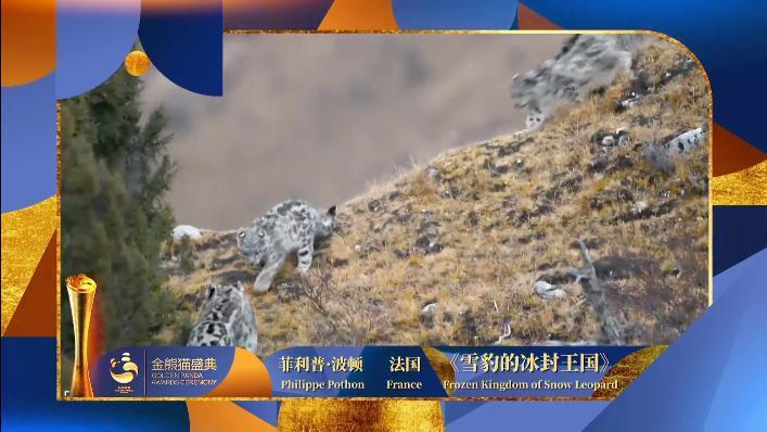重磅揭晓！首届金熊猫奖获奖名单来了