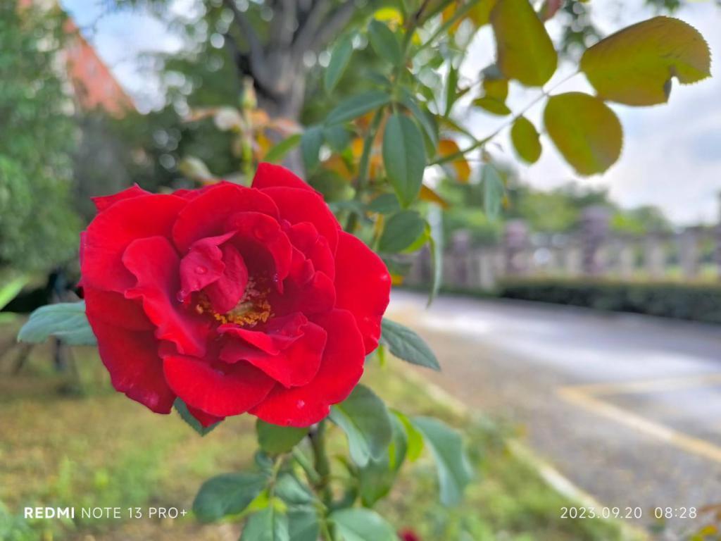 Redmi Note 13 Pro   手机体验：中端机卷出新高度