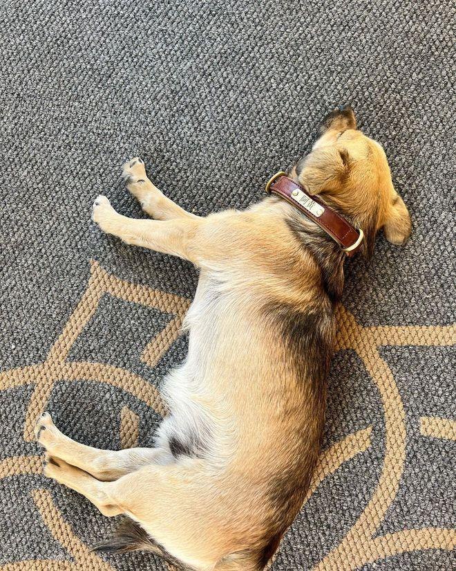 Angelababy罕晒母子合影，与爱犬同框引热议