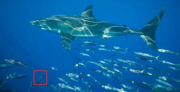 手腕又脏又狠，差点就被毁完了…