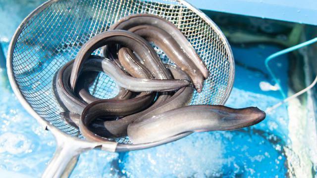 日本核污水排海，使中国鳗鱼之乡开始担忧