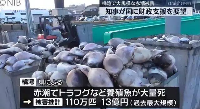 日本长崎百万条养殖鱼死亡，当地政府公布原因