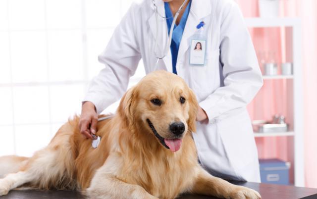 千亿级宠物药赛道爆火，国内企业正面临这三个问题