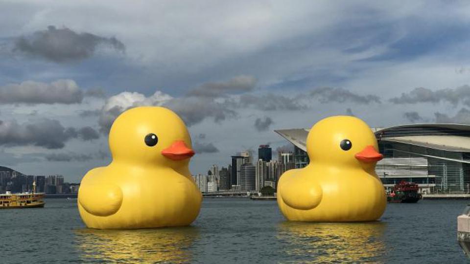 “大黄鸭之父”霍夫曼：黄色是新生命的颜色