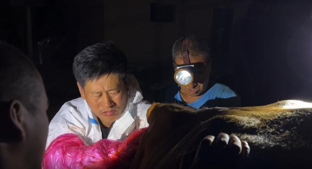 涨粉一百万后，他还在村里给牛治病。