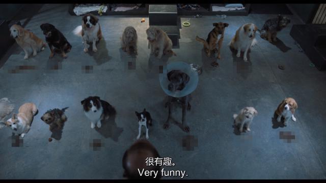 面对PUA，你真得跟狗学学