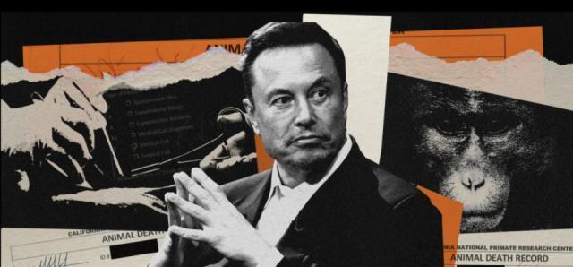 揭秘Neuralink猴子惨死内幕，过程痛苦出现并发症最终安乐死