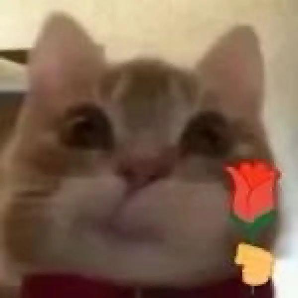 你会花8000买迪士尼玩偶吗？