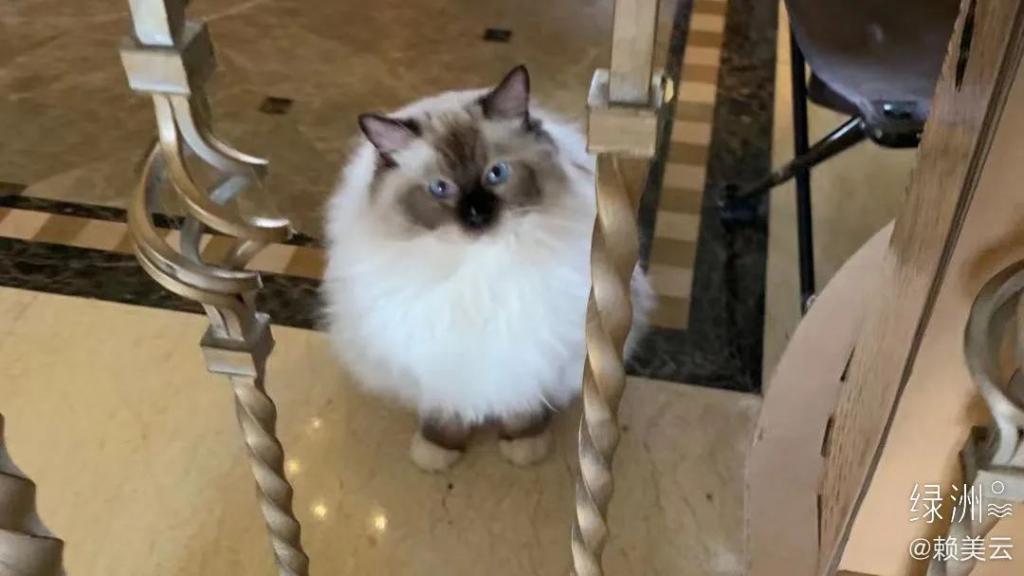 还记得小七赖美云吗？新剧惹争议？