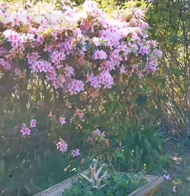 田震中秋国庆不回家，晒澳洲豪宅绝美海景，庭院精美像植物园