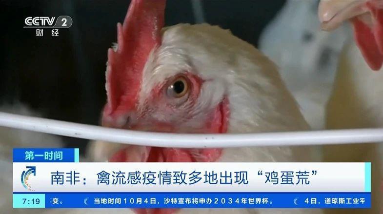 约750万只鸡被扑杀！此国禽流感疫情肆虐，出现“鸡蛋荒”.