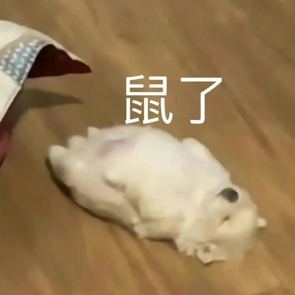 你去过迷笛音乐节吗？