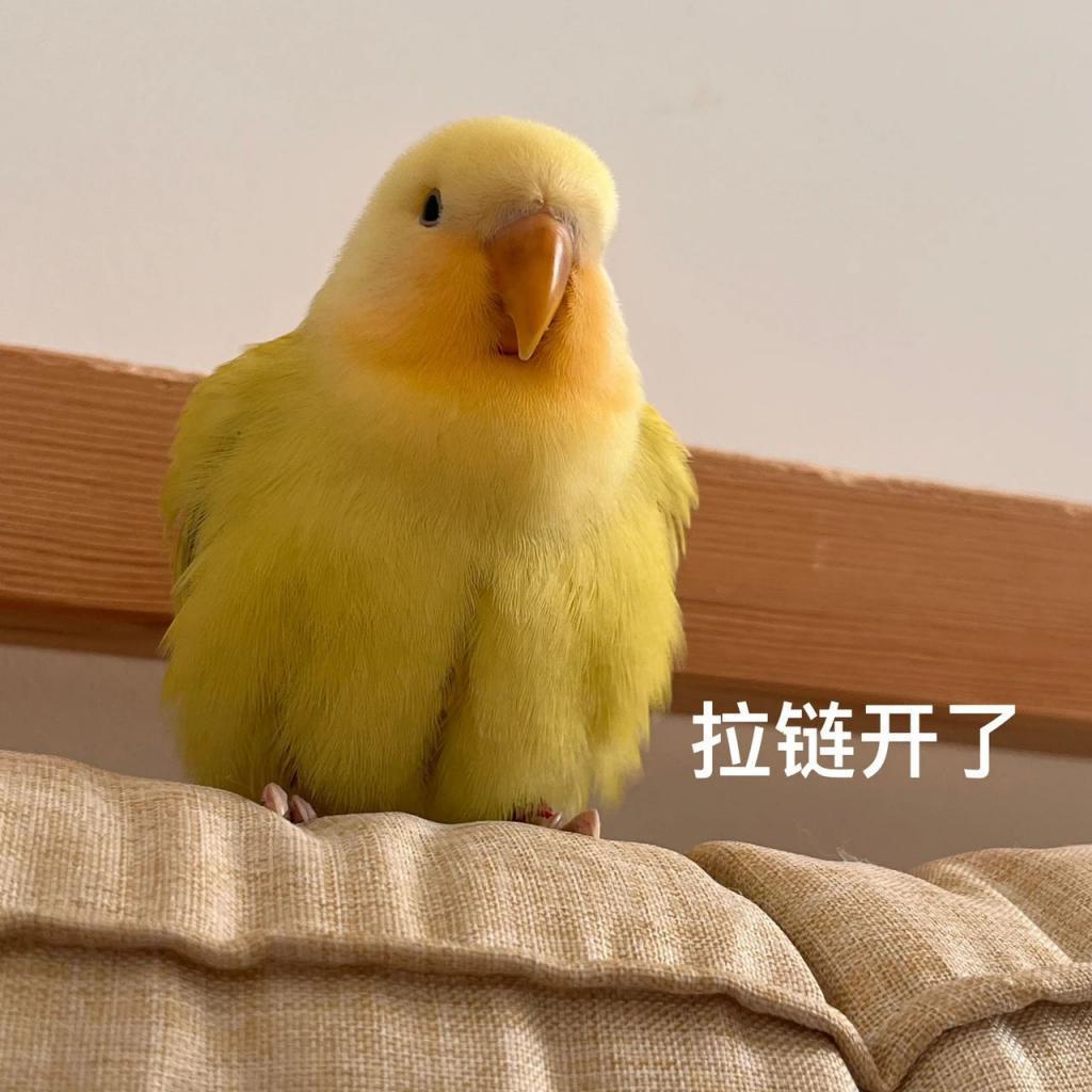 你去过迷笛音乐节吗？
