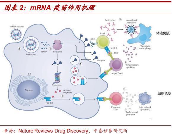 mRNA技术斩获诺奖，国内企业抢跑狂犬疫苗赛道、追赶肿瘤治疗研发