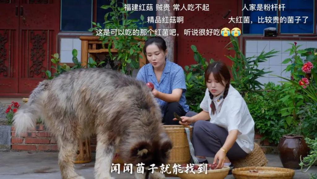 消失两年，李子柒为何依然被偏爱？