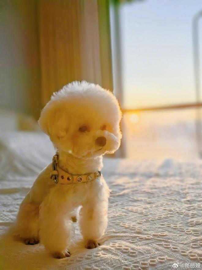 佟丽娅分享自拍照甜笑，与狗狗互动被赞人美心善