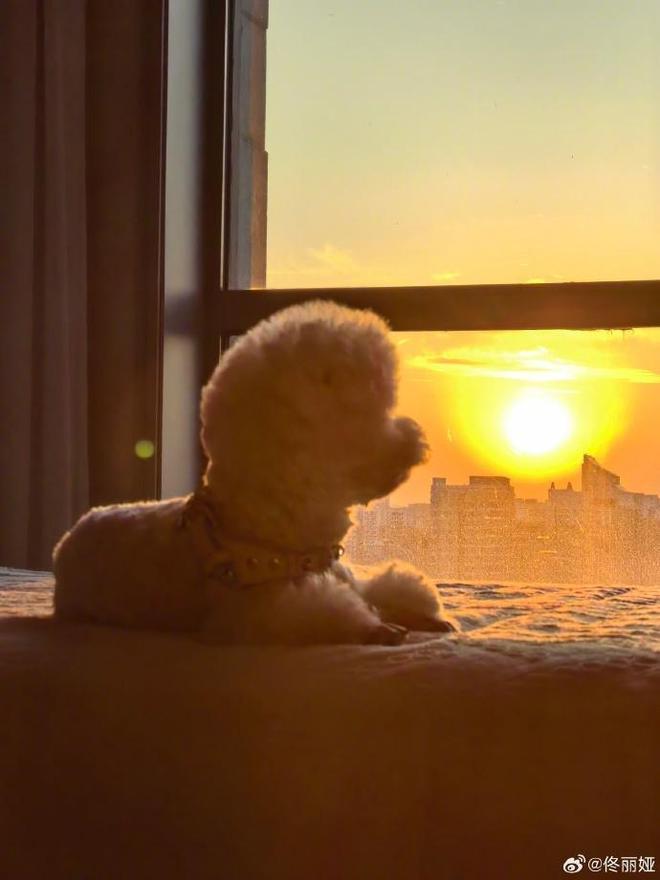 佟丽娅分享自拍照甜笑，与狗狗互动被赞人美心善