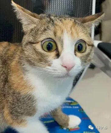 单方面复婚？他到底是恋爱脑还是装糊涂啊？