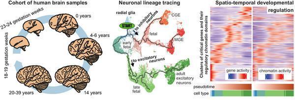 史上最全人脑细胞图谱发布 分析超3000种人类脑细胞
