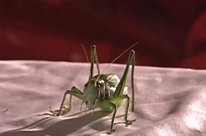 国剧独一份，再也拍不出来了