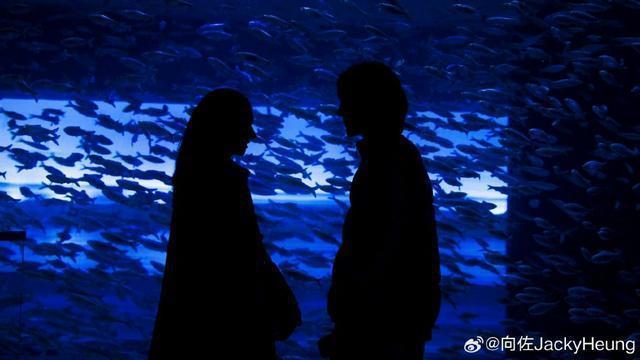 向佐郭碧婷海洋馆剪影大片 二人互相对视依偎秀恩爱