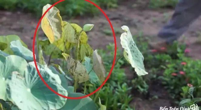 李子柒官宣新身份，消失700天回归，近照堪比“毁容”