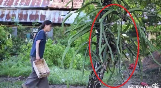 李子柒官宣新身份，消失700天回归，近照堪比“毁容”