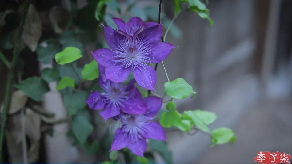 李子柒官宣新身份，消失700天回归，近照堪比“毁容”